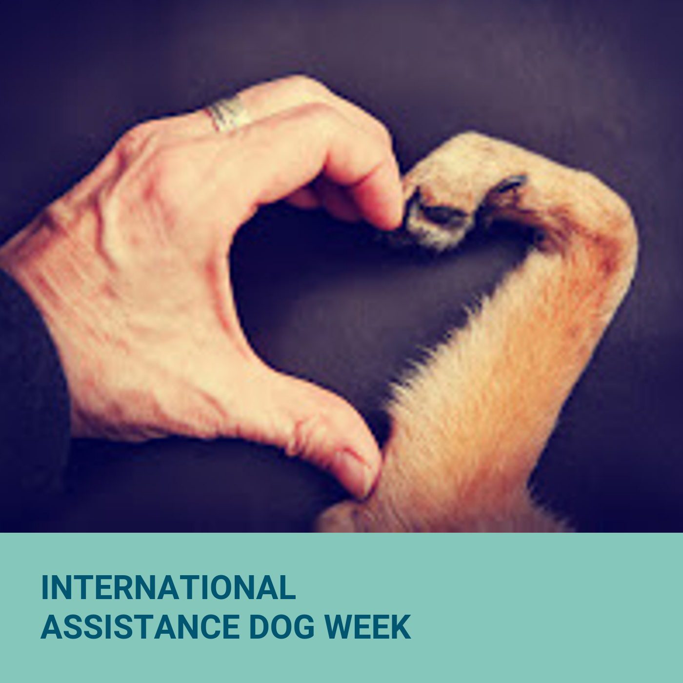 International Assistance Dog Week Image